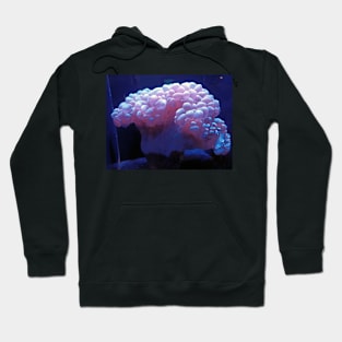 Bubble coral, Oahu, Hawaii Hoodie